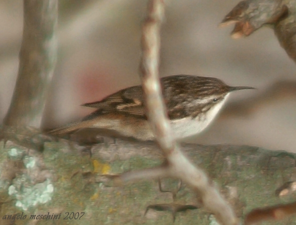 Rampichino Certhia brachydactila